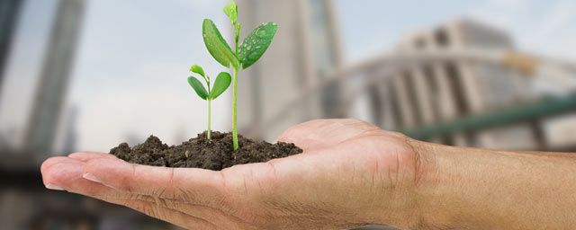 Hand holding a green plant with buildings in the background